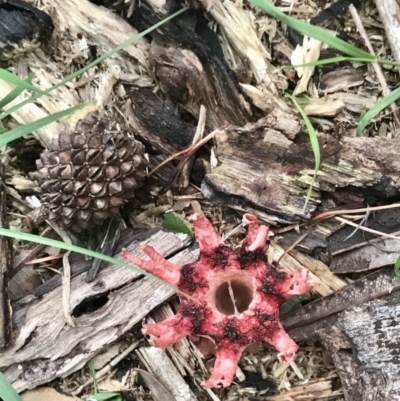 Aseroe rubra (Anemone Stinkhorn) at Broulee, NSW - 12 Feb 2020 by Inga