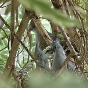 Ocyphaps lophotes at Hughes, ACT - 14 Feb 2020