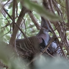 Ocyphaps lophotes at Hughes, ACT - 14 Feb 2020