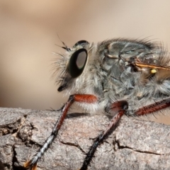 Promachus sp. (genus) (A robber fly) at Symonston, ACT - 14 Feb 2020 by rawshorty