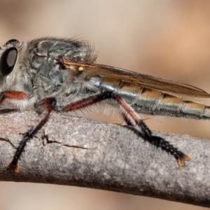 Promachus sp. (genus) at Symonston, ACT - 14 Feb 2020