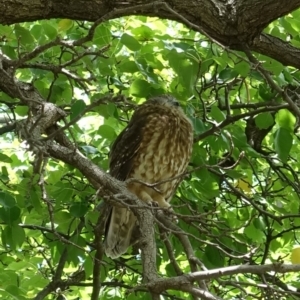 Ninox boobook at Hughes, ACT - 11 Feb 2020 12:51 PM