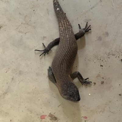 Egernia cunninghami (Cunningham's Skink) at Wamboin, NSW - 8 Feb 2020 by ChrisM