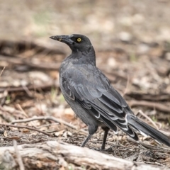 Strepera versicolor (Grey Currawong) at Woodstock Nature Reserve - 13 Feb 2020 by Roger