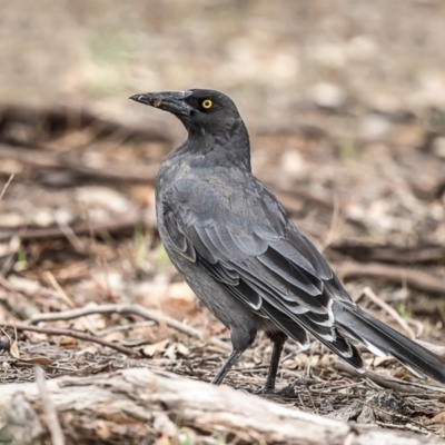 Strepera versicolor (Grey Currawong) at Woodstock Nature Reserve - 13 Feb 2020 by Roger