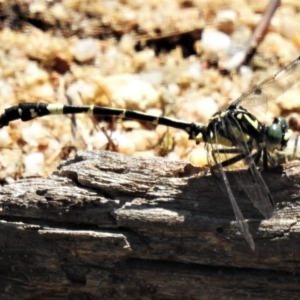 Austroepigomphus praeruptus at suppressed - 14 Feb 2020