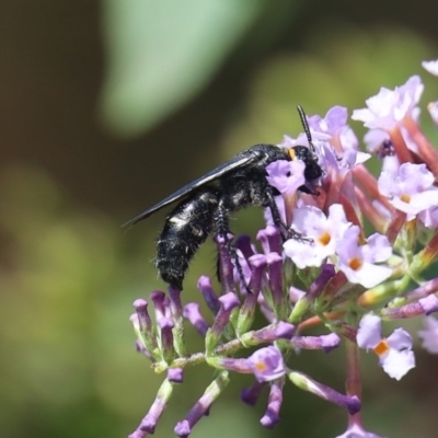 Scolia (Discolia) verticalis (Yellow-headed hairy flower wasp) at Quaama, NSW - 14 Feb 2020 by FionaG