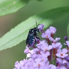 Thyreus nitidulus (Neon cuckoo bee) at Quaama, NSW - 14 Feb 2020 by FionaG