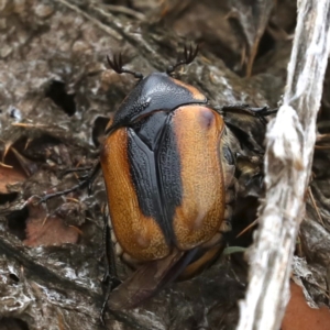 Chondropyga dorsalis at Majura, ACT - 14 Feb 2020 09:45 AM