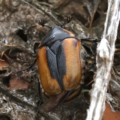 Chondropyga dorsalis (Cowboy beetle) at Majura, ACT - 14 Feb 2020 by jb2602
