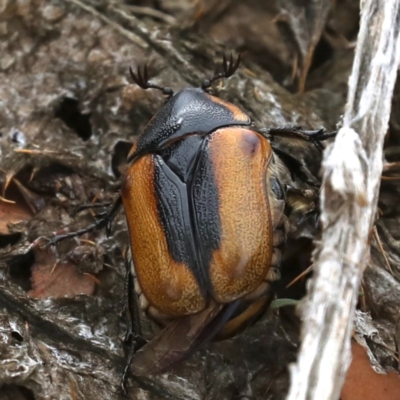 Chondropyga dorsalis (Cowboy beetle) at Majura, ACT - 13 Feb 2020 by jbromilow50