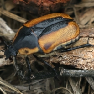 Chondropyga dorsalis at Majura, ACT - 14 Feb 2020 09:45 AM