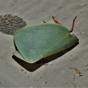 Siphanta sp. (genus) at Wanniassa, ACT - 14 Feb 2020