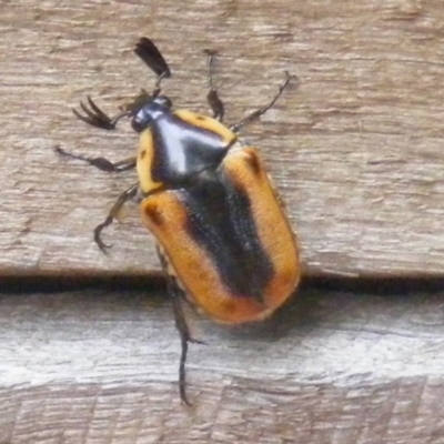 Chondropyga dorsalis (Cowboy beetle) at Curtin, ACT - 9 Feb 2007 by MichaelMulvaney
