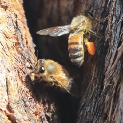 Apis mellifera (European honey bee) at The Pinnacle - 13 Feb 2020 by AlisonMilton