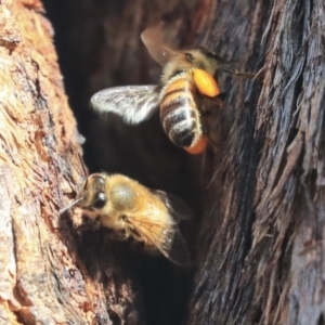 Apis mellifera at Hawker, ACT - 14 Feb 2020