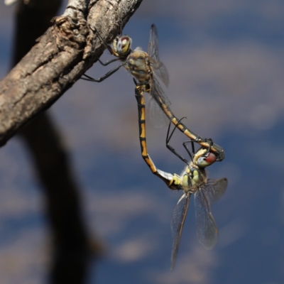 Hemicordulia tau (Tau Emerald) at Majura, ACT - 14 Feb 2020 by jb2602