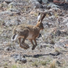 Lepus capensis (Brown Hare) at Dunlop, ACT - 14 Feb 2020 by Alison Milton