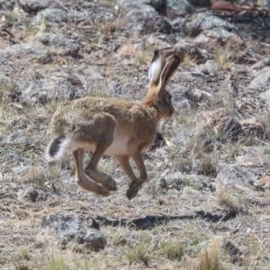 Lepus capensis at Dunlop, ACT - 14 Feb 2020 11:03 AM