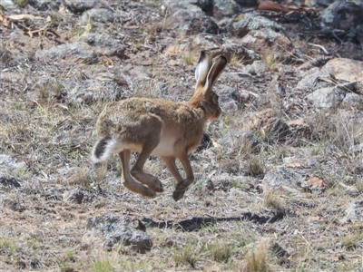 Lepus capensis (Brown Hare) at Dunlop, ACT - 14 Feb 2020 by AlisonMilton