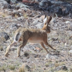 Lepus capensis at Dunlop, ACT - 14 Feb 2020 11:03 AM