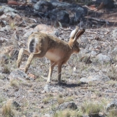 Lepus capensis at Dunlop, ACT - 14 Feb 2020