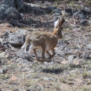 Lepus capensis at Dunlop, ACT - 14 Feb 2020 11:03 AM