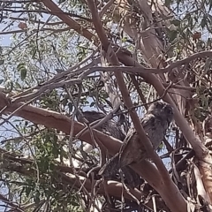 Podargus strigoides (Tawny Frogmouth) at Kambah, ACT - 14 Feb 2020 by RosemaryRoth