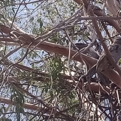 Podargus strigoides at Kambah, ACT - 14 Feb 2020 11:45 AM