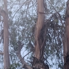 Podargus strigoides at Kambah, ACT - 14 Feb 2020 11:45 AM