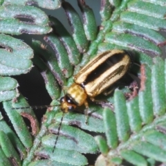 Monolepta froggatti (Leaf beetle) at Windellama, NSW - 11 Feb 2020 by Harrisi