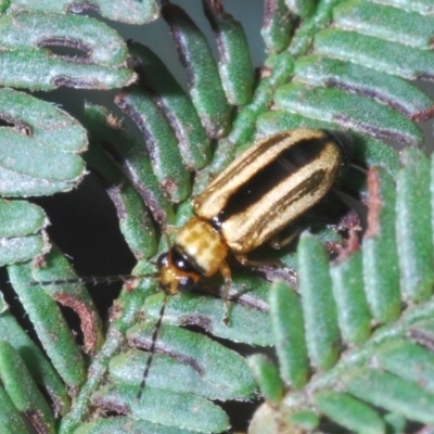 Monolepta froggatti (Leaf beetle) at Windellama, NSW - 11 Feb 2020 by Harrisi