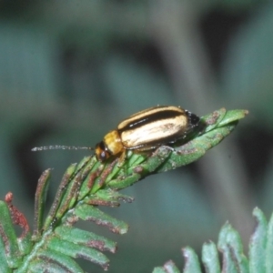 Monolepta froggatti at Windellama, NSW - 11 Feb 2020 12:22 PM