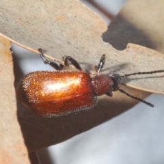 Ecnolagria grandis at Windellama, NSW - 11 Feb 2020