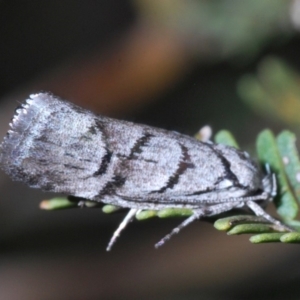 Lichenaula onychodes at Windellama, NSW - 11 Feb 2020