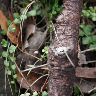 Asplenium flabellifolium (Necklace Fern) at Hackett, ACT - 30 Mar 2014 by AaronClausen