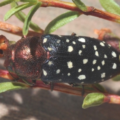 Diphucrania leucosticta at Tianjara, NSW - 11 Feb 2020 by Harrisi