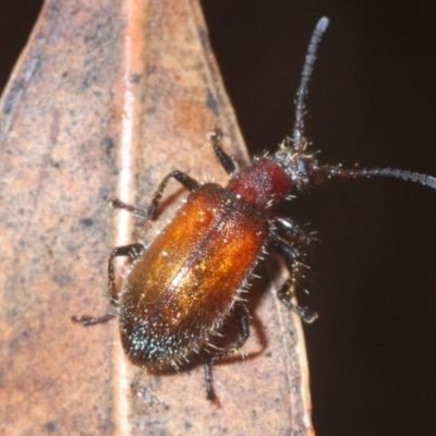 Lagriinae sp. (Subfamily) (Unidentified Long-jointed bark beetle) at Currowan, NSW - 13 Feb 2020 by Harrisi