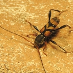 Aridaeus thoracicus (Tiger Longicorn Beetle) at Bonython, ACT - 17 Dec 2019 by michaelb