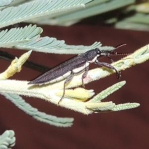 Rhinotia phoenicoptera at Tennent, ACT - 15 Dec 2019