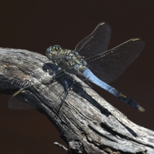 Orthetrum caledonicum at Majura, ACT - 14 Feb 2020