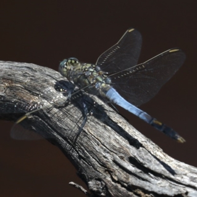Orthetrum caledonicum (Blue Skimmer) at Majura, ACT - 14 Feb 2020 by jb2602