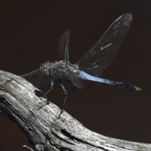 Orthetrum caledonicum at Majura, ACT - 14 Feb 2020