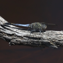 Orthetrum caledonicum at Majura, ACT - 14 Feb 2020