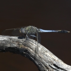 Orthetrum caledonicum at Majura, ACT - 14 Feb 2020