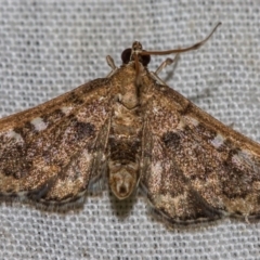 Nacoleia rhoeoalis (Spilomelinae) at Hackett, ACT - 9 Nov 2017 by Thommo17