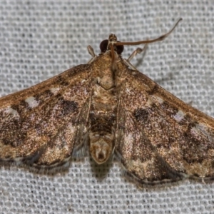 Nacoleia rhoeoalis at Hackett, ACT - 9 Nov 2017