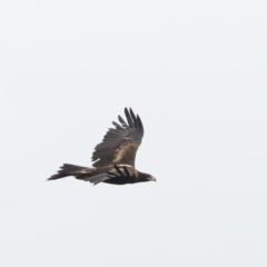 Aquila audax (Wedge-tailed Eagle) at Majura, ACT - 14 Feb 2020 by jb2602