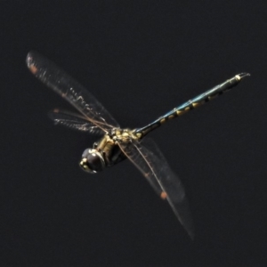 Hemicordulia tau at Forde, ACT - 14 Feb 2020