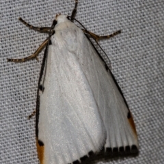 Termessa nivosa (Snowy Footman) at Hackett, ACT - 9 Nov 2017 by Thommo17